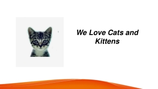 Birman Cat Pros And Cons  Welovecatsandkittens.com
