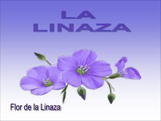 LA LINAZA