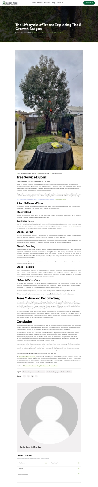 Tree Service dublin The Lifecycle of Trees Exploring The 5 Growth Stages