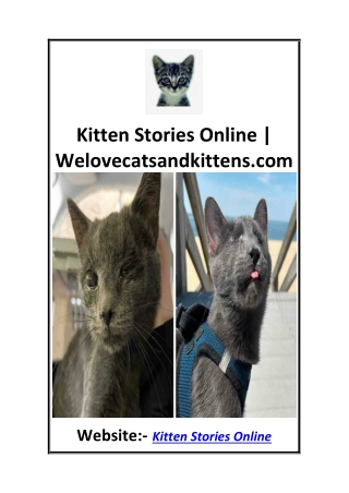 Kitten Stories Online  Welovecatsandkittens.com