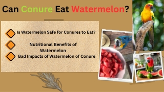 Can Conure Eats Watermelon