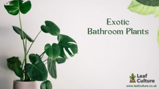 Exotic Bathroom Plants - Leaf Culture