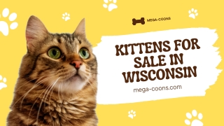 Kittens for Sale in Wisconsin- Bring Home a Maine Coon Today