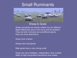 Small Ruminants