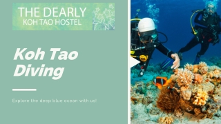 Koh Tao Diving | Dearly Koh Tao