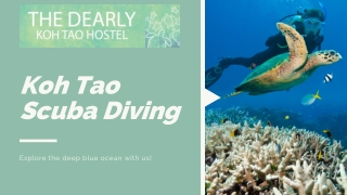 Koh Tao Scuba Diving | Dearly Koh Tao