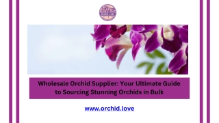 Wholesale Orchid Supplier Your Ultimate Guide to Sourcing Stunning Orchids in Bulk