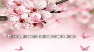 Cherry Blossom Trails in South Korea