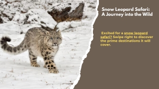 Snow Leopard Safari: A Journey into the Wild