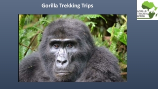 gorilla trekking trips