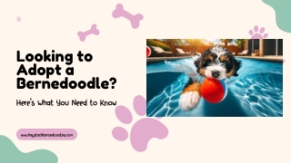 Looking to Adopt a Bernedoodle Here’s What You Need to Know