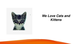 Pregnant Cat Food  Welovecatsandkittens.com