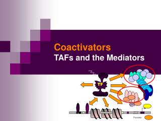 Coactivators TAFs and the Mediators