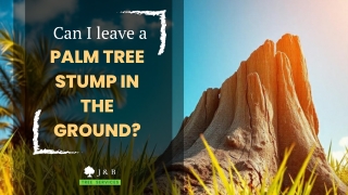 Can I leave a palm tree stump in the ground?