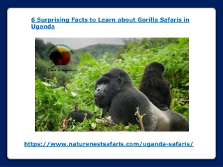 6 Fascinating Facts You Didn’t Know About Gorilla Safaris in Uganda