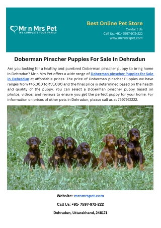 Doberman Pinscher Puppies For Sale In Dehradun