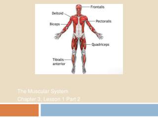 The Muscular System Chapter 3, Lesson 1 Part 2