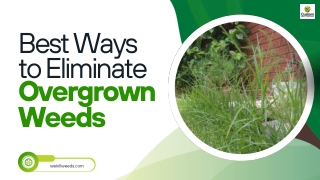 Best Ways to Eliminate Overgrown Weeds  Weed control AZ