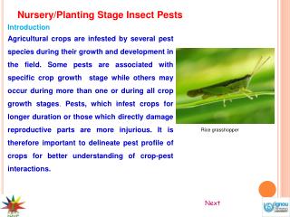 Nursery/Planting Stage Insect Pests