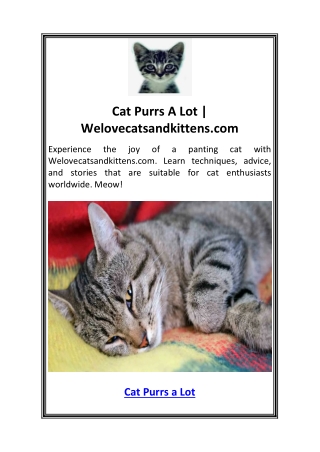 Cat Purrs A Lot  Welovecatsandkittens.com