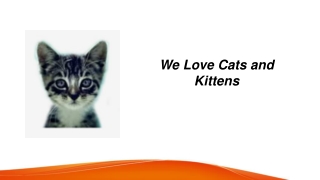 Organic Natural Cat Food  Welovecatsandkittens.com