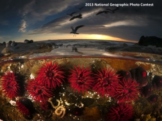 2013 National Geographic Photo Contest