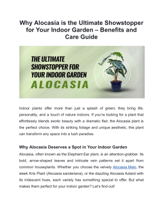Why Alocasia is the Ultimate Showstopper for Your Indoor Garden