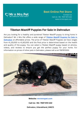 Tibetan Mastiff Puppies For Sale In Dehradun