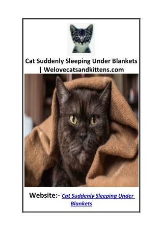 Cat Suddenly Sleeping Under Blankets  Welovecatsandkittens.com