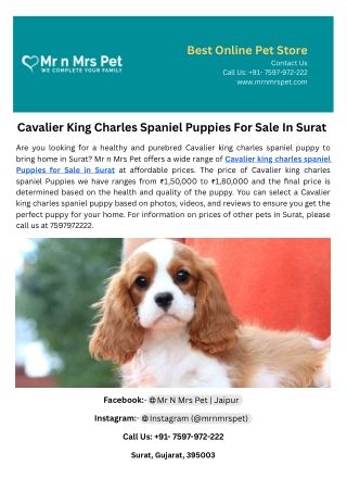 Cavalier King Charles Spaniel Puppies For Sale In Surat