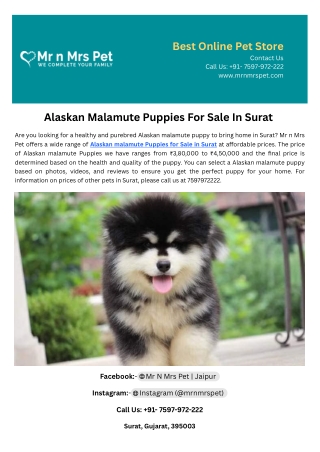 Alaskan Malamute Puppies For Sale In Surat