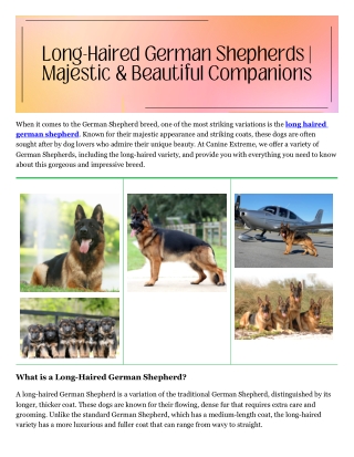 long haired german shepherd
