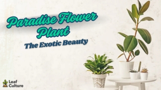 Paradise Flower Plant – The Exotic Beauty