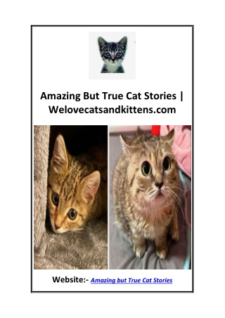Amazing But True Cat Stories  Welovecatsandkittens.com