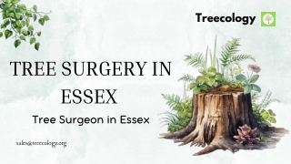 Tree Surgery in Essex | Tree Surgeon in Essex | Treecology