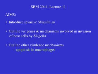 SBM 2044: Lecture 11