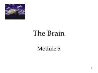 The Brain Module 5