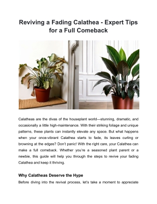 Reviving a Fading Calathea - Expert Tips for a Full Comeback