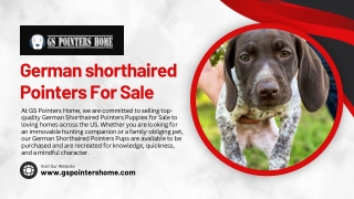 German shorthaired pointers puppies for sale - GS Pointers Home