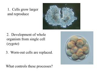 3. Worn-out cells are replaced.