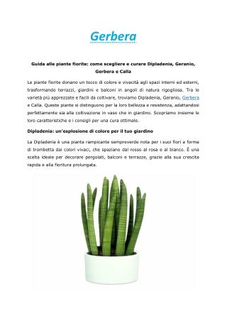 Gerbera