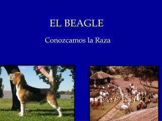 EL BEAGLE