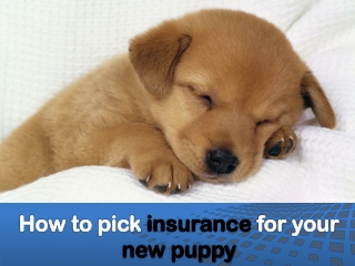 How to pick insurance for your new puppy