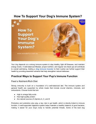 How To Support Your Dog’s Immune System?