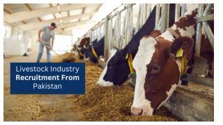 Livestock Industry Recruitment From Pakistan