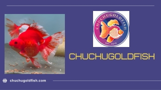 High Quality Fancy Goldfish: Your Ultimate Source for Beautiful and Healthy Fish