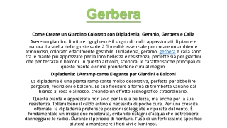 Gerbera