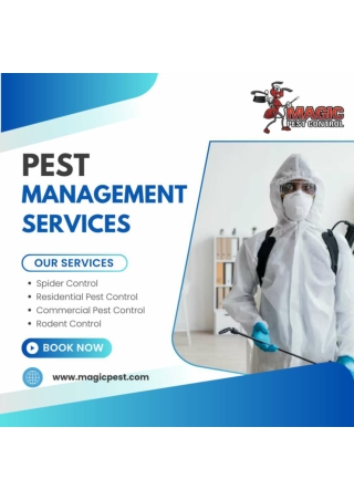 Spider Control Services By Magic Pest Control in Gilbert, Queen Creek,  Arizona