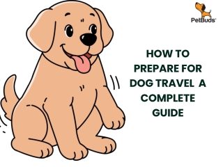 How to Prepare for Dog Travel  A Complete Guide