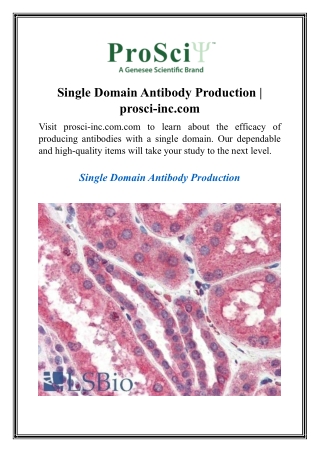 Single Domain Antibody Production  prosci-inc.com